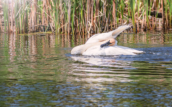 A swan is dancing in water
