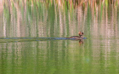 Hooded Merganser (Lophodytes cucullatus) couple are swimming in a lake 