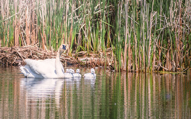 Baby Swans and Parents are Swimming on Lake at summer time