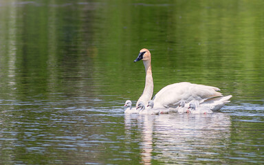 Baby Swans and Parents are Swimming on Lake at summer time