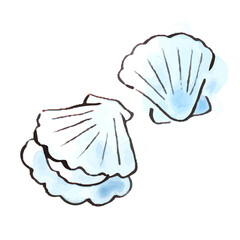 夏のイラスト：貝