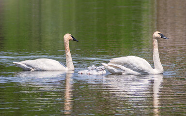 Baby Swans and Parents are Swimming on Lake at summer time