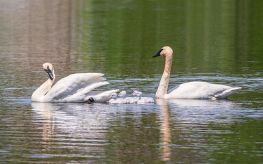 Baby Swans and Parents are Swimming on Lake at summer time