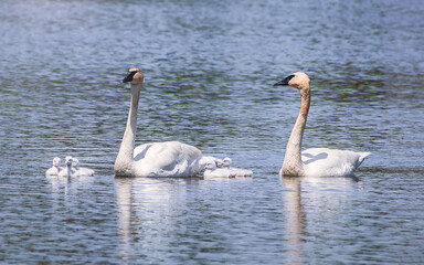 Baby Swans and Parents are Swimming on Lake at summer time