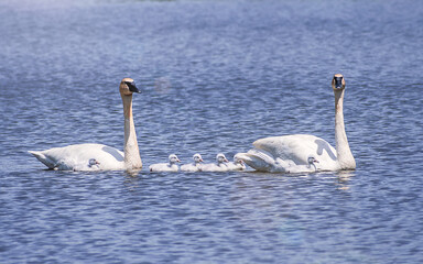 Baby Swans and Parents are Swimming on Lake at summer time