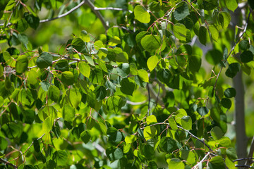 green leaves of a tree