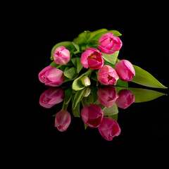 pink buds of tulips on a black mirrored background