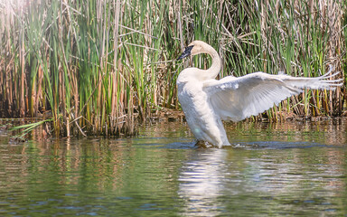A swan is dancing in water © Yan