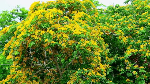 Burma padauk tree yellow flowers blooming and swing by wind in the summer