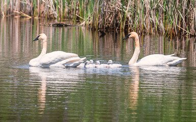 Baby Swans and Parents are Swimming on Lake at summer time