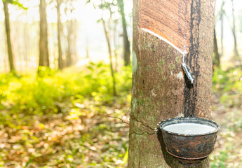 Rubber latex of rubber tree in plastic pot. Commodity, agriculture / hevea brasiliensis rubber tref