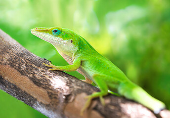 Green Anole lizard (Anolis carolinensis) crawling on a tree in the garden.  Closeup. Natural green background.