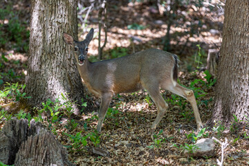 deer in the woods