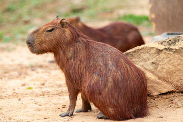 Capybara, Hydrochoerus hydrochaeris, the largest toothed rodent.