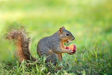 Naklejka na ściany i meble Squirrel (Sciurus niger) mouth open eating peach fruit in the garden. Natural green background with copy space.