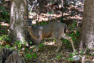 deer in the woods