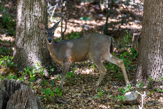 deer in the woods