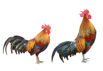 Beautiful rooster isolated on white background.