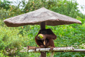 Obraz premium Orangutan eating coconut on a tree hut.