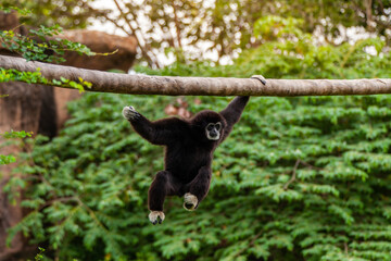 Gibbon on the tree in the zoo.