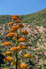 red and yellow flowers