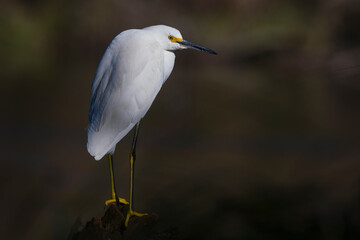 Snowy Egret pauses during the hunt