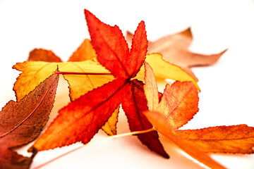 autumn leaves isolated on white