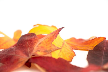 red autumn leaf
