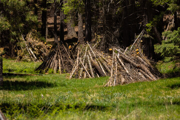 burn piles in the forest