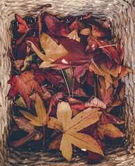 autumn leaves on the ground