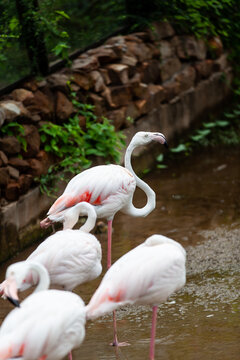 Birds pink flamingo in the zoo.