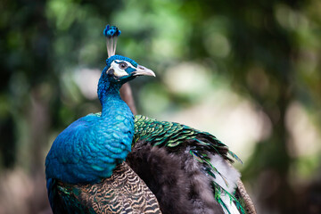 Fototapeta premium close up faces and feathers on the peacock head.