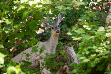 deer in the woods