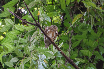 great horned owl