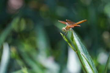 dragonfly on a leaf