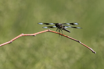 Twelve-spotted skimmer dragonfly male perched on a branch