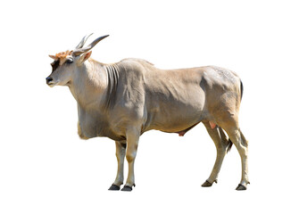 Common Eland antelope (Taurotragus oryx) isolated on white background. Savannah animal.