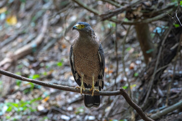 Closeup crested serpent eagle