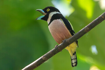 Closeup black-and-yellow broadbill