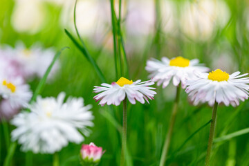 Bright pink and white flowers on green grass in the sunlight