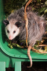 Virginia Opossum Juvenile in Green Waste Bin