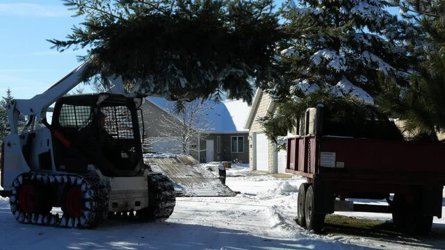 A man is driving small front loader machine and unloading tree branches into a trailer as part of a tree trimming job.