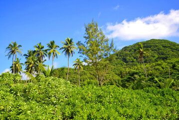 Fototapeta na wymiar Tropical landscape with coconut palm trees near Petite Anse beach on La Digue island, Indian Ocean, Seychelles.