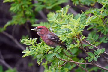 虫を捕らえたギンザンマシコの雄（北海道・大雪山）