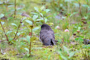 ツツドリの巣立ち雛（北海道・上川町）