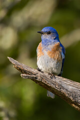 Western Bluebird male perched on a tree limb