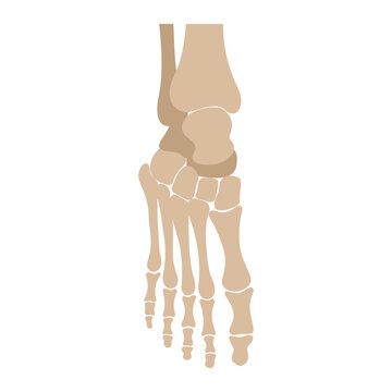 The main bones of the foot. Top view. Vector illustration in flat style over white background.