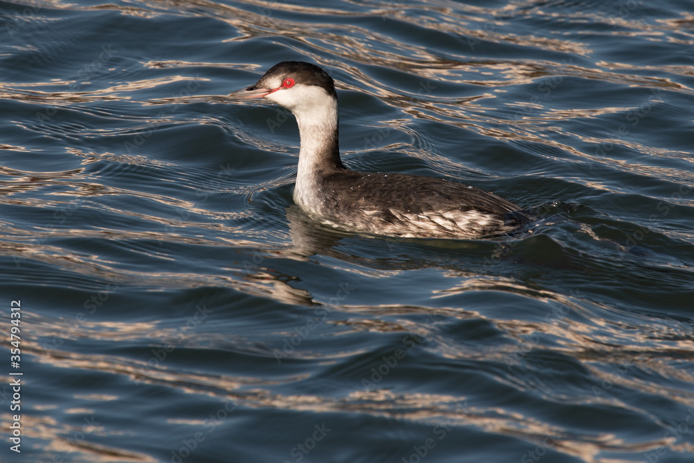 Wall mural Western Grebe Swimming in Arrowhead Marsh