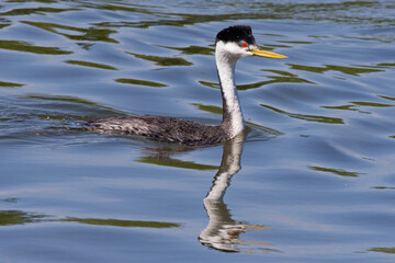 Western Grebe swimming in a lake