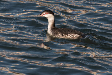 Western Grebe Swimming in Arrowhead Marsh
